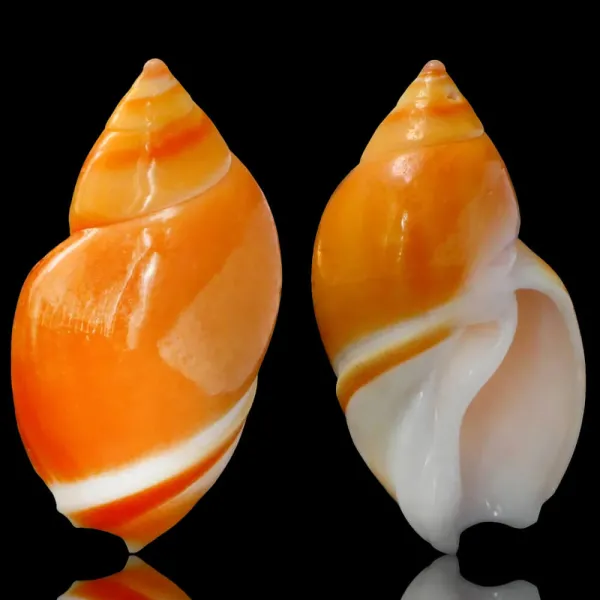  Eburna Lienardii