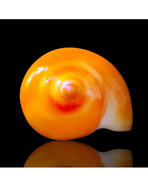 Eburna Lienardii