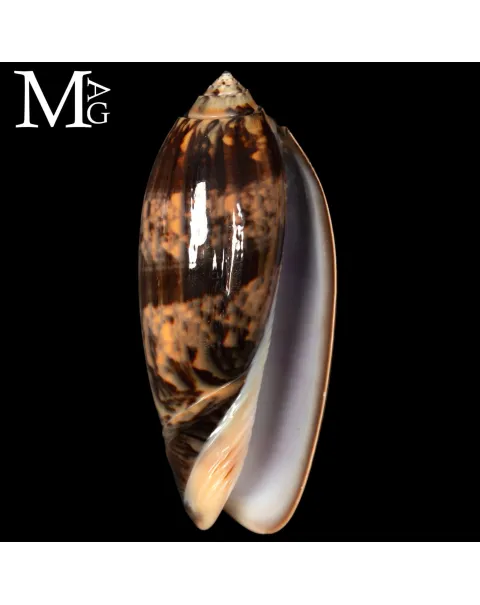 Oliva Tremulina f. Flammeacolor