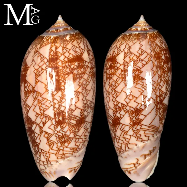 Oliva Porphyria – Messico