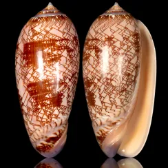 Oliva Porphyria (6)