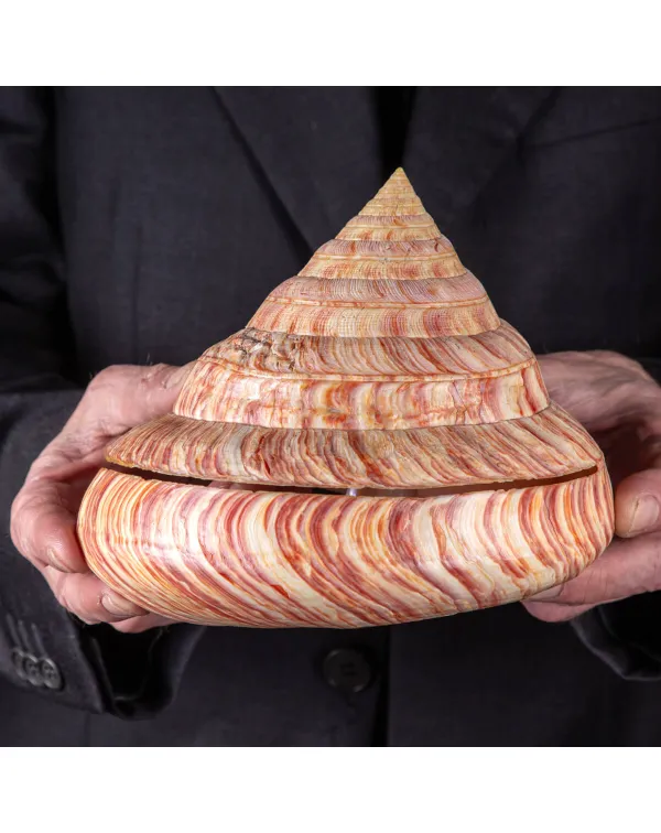 Entemnotrochus Rumphii XXL