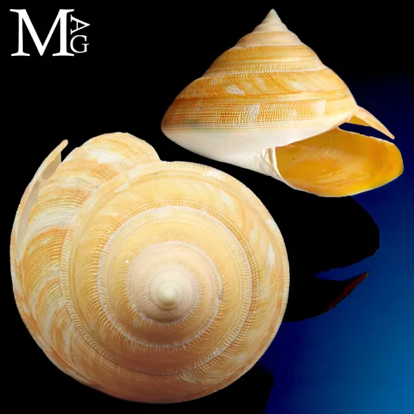 Bayerotrochus Teramachii