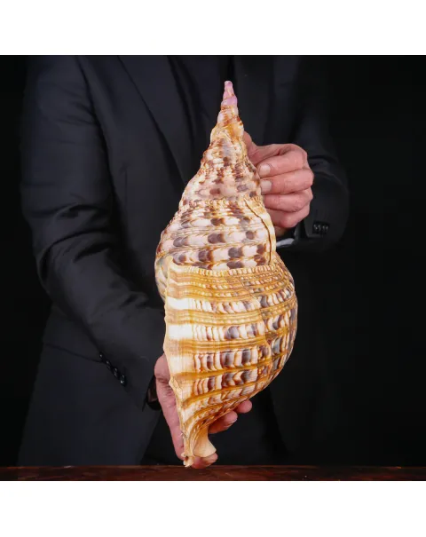 Charonia Tritonis – Tritone Gigante del Madagascar