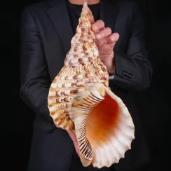 Charoniidae (26)