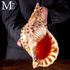 Charonia Tritonis – Il Tritone Gigante (10)