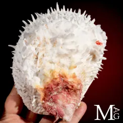Spondylus Varius (3)