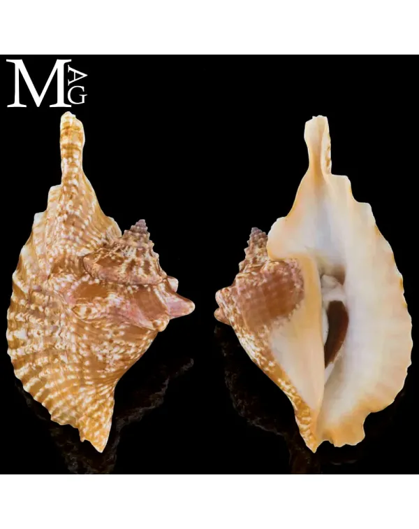 Aliger Gallus – Strombidae