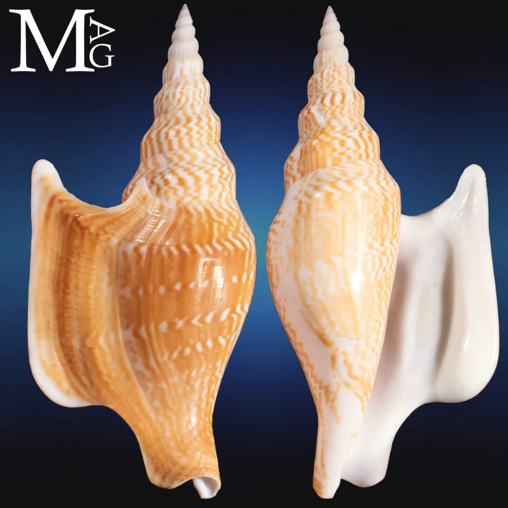 Mirabilistrombus Listeri