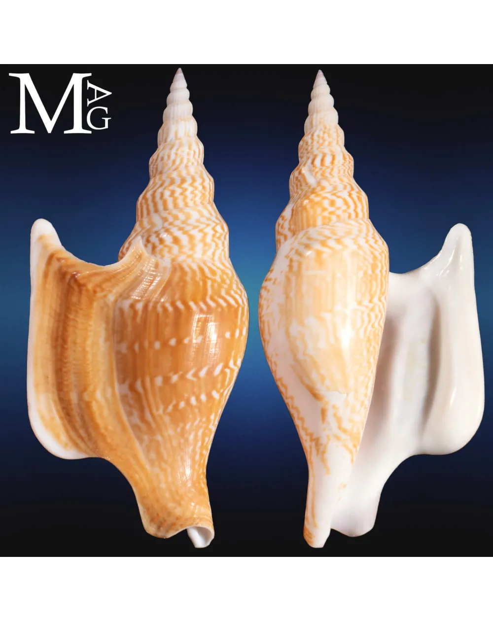 Mirabilistrombus Listeri