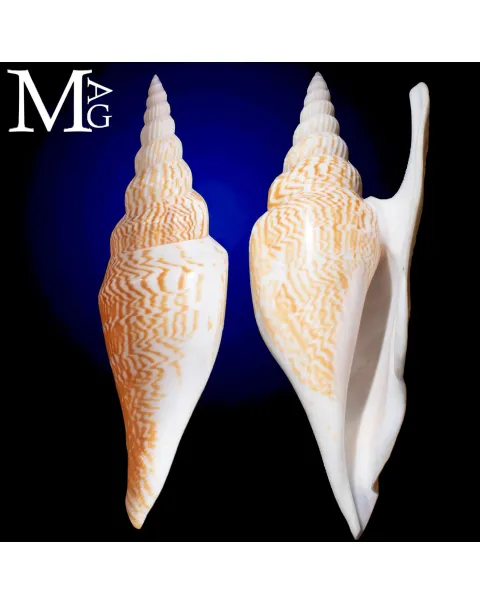 Mirabilistrombus Listeri