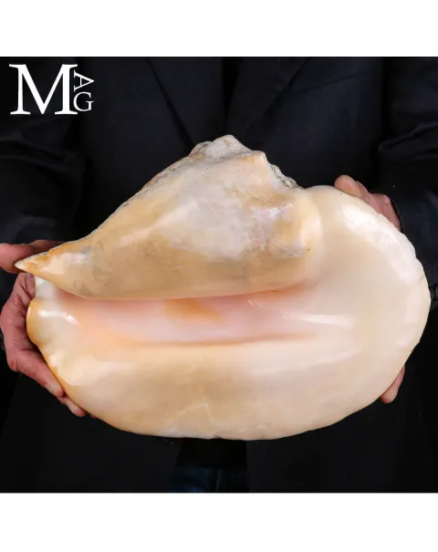Lobatus Goliath