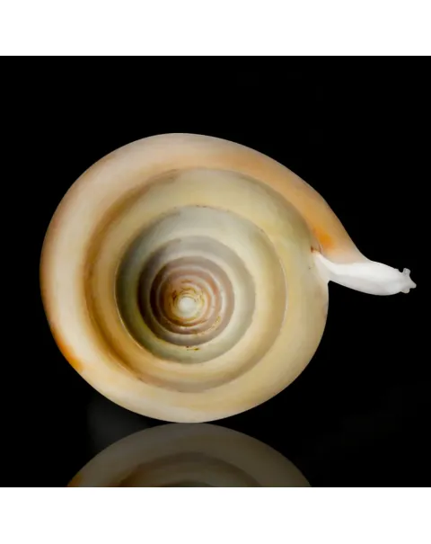 Rostellariella Martinii