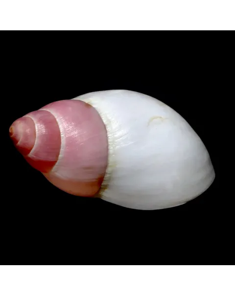 Archachatina Marginata Grevillei