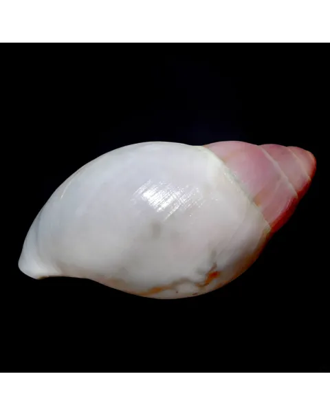 Archachatina Marginata Grevillei