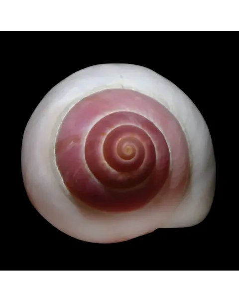 Archachatina Marginata Grevillei