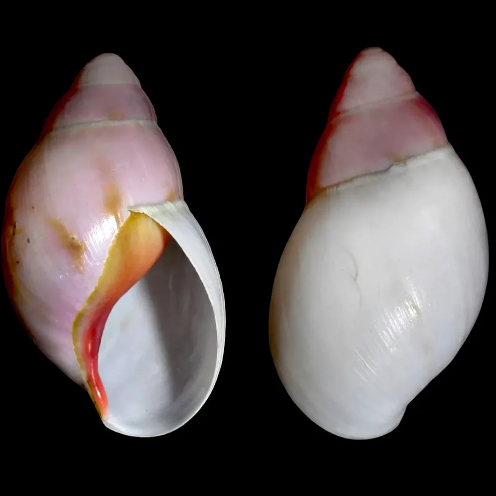 Archachatina Marginata Grevillei