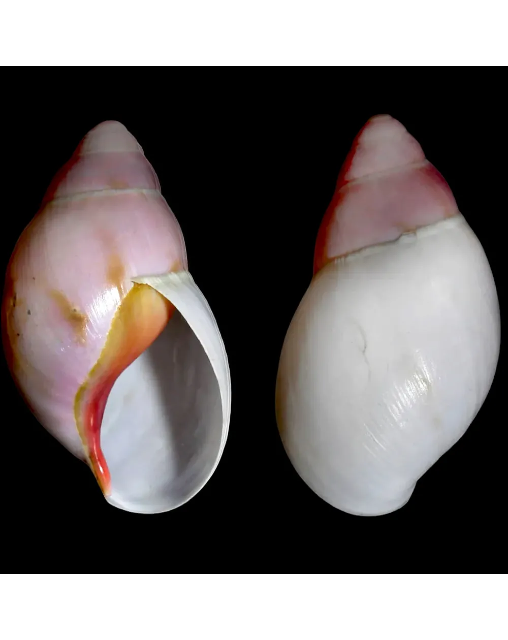 Archachatina Marginata Grevillei