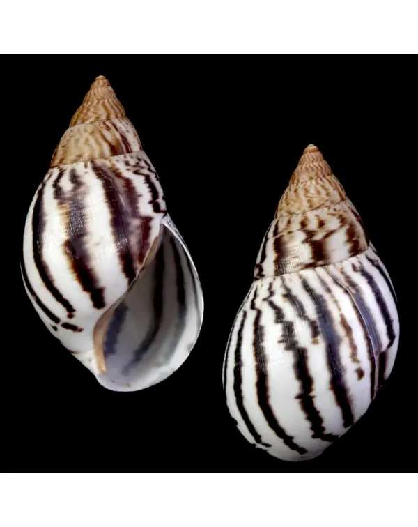 Achatina Shatina