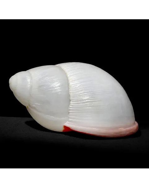 Megalobulimus Oblongus