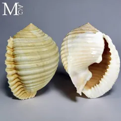 Tonnidae (12)
