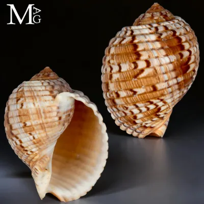 Tonna Morrisoni – Madagascar – 110 mm