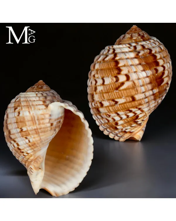 Tonna Morrisoni – Madagascar – 110 mm