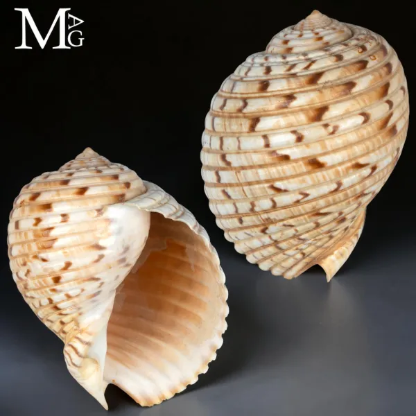 Tonna Morrisoni – Madagascar – Lavanono, 110 mm