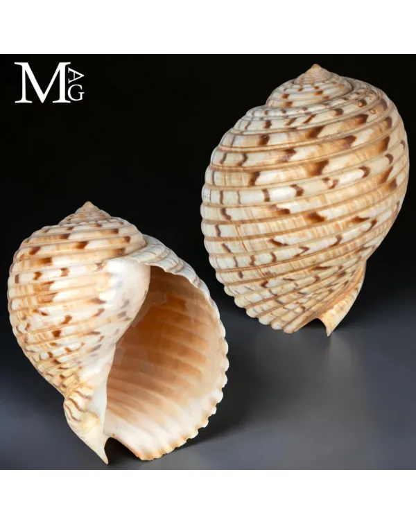 Tonna Morrisoni – Madagascar – Lavanono, 110 mm