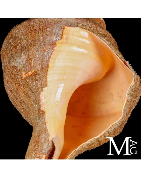 Syrinx Aruanus completa di periostraco.