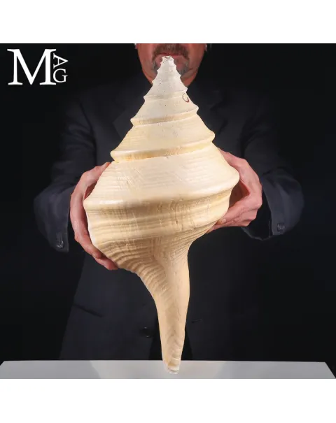 Syrinx Aruanus – Gigante del Mare di Timor, 502 mm