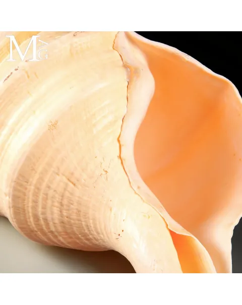 Syrinx Aruanus – Gigante del Mare di Timor, 502 mm