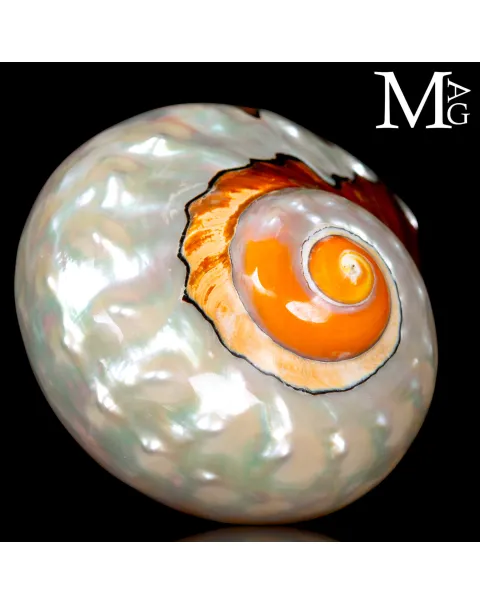 Turbo Sarmaticus – Madreperla