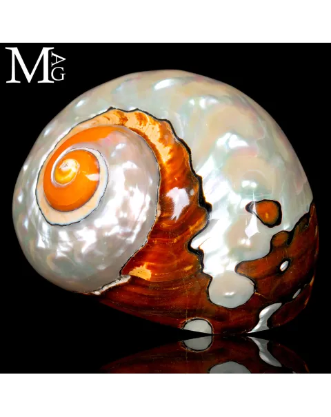 Turbo Sarmaticus – Madreperla