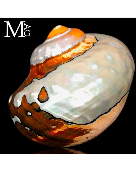 Turbo Sarmaticus – Madreperla