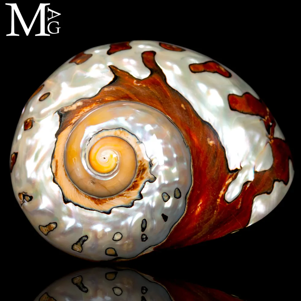Turbo Sarmaticus – Madreperla