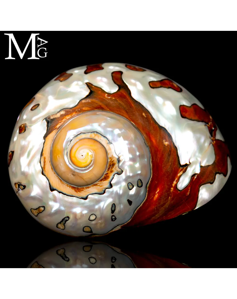 Turbo Sarmaticus – Madreperla