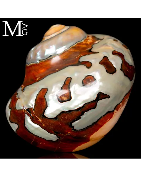Turbo Sarmaticus – Madreperla