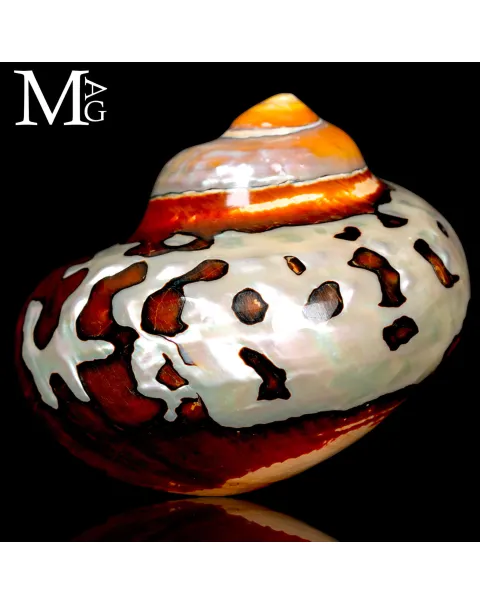 Turbo Sarmaticus – Madreperla