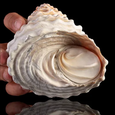 Megastraea Undosa con Opercolo.