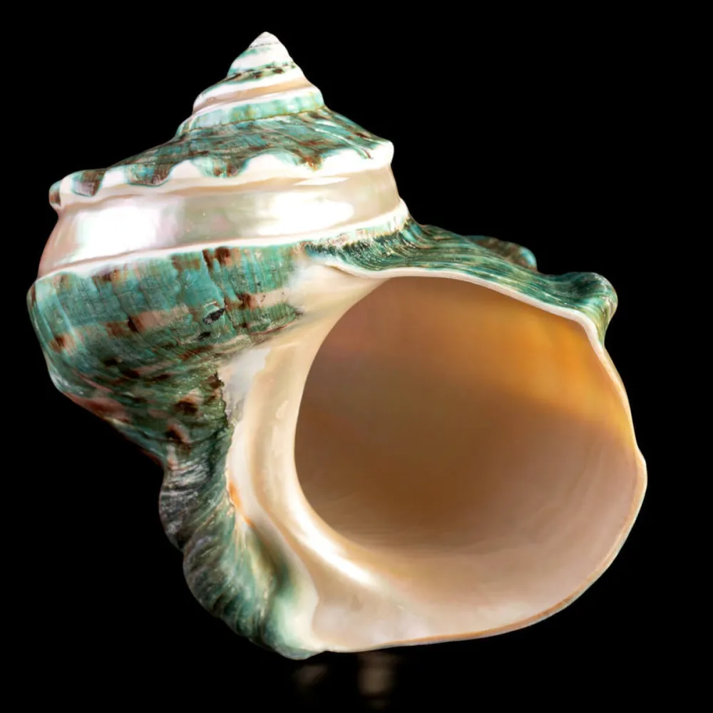 TURBINIDAE – Turbo Marmoratus Banded.