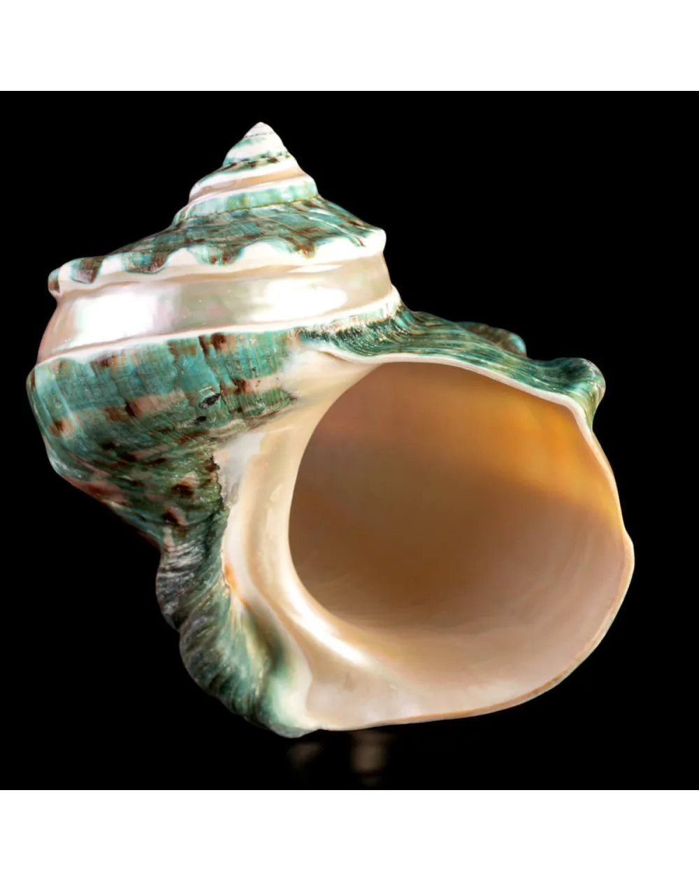 TURBINIDAE – Turbo Marmoratus Banded.