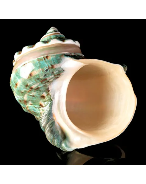 TURBINIDAE – Turbo Marmoratus Banded.
