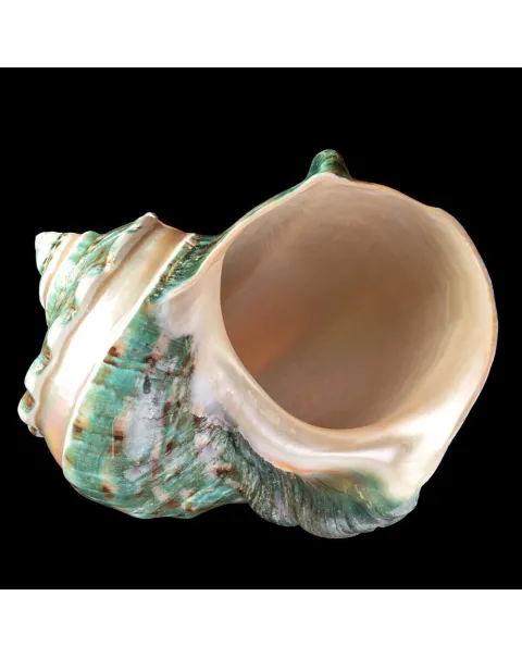 TURBINIDAE – Turbo Marmoratus Banded.