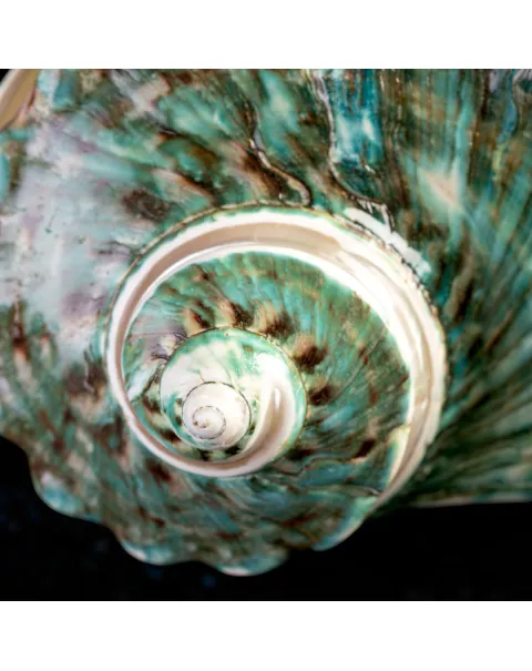 TURBINIDAE – Turbo Marmoratus Banded.