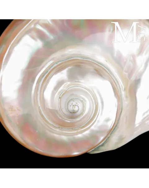 Turbo Marmoratus – Specchio di Madreperla - Tahiti