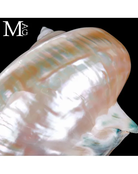 Turbo Marmoratus – Spirale di Madreperla
