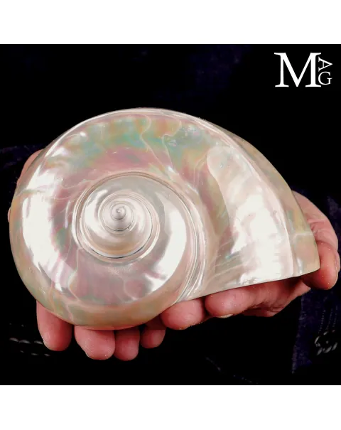 Grande Conchiglia Turbo marmoratus - Madreperla Iridescente