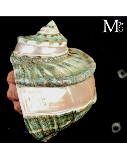 Turbo marmoratus di Tahiti - Grande Conchiglia Madreperlacea