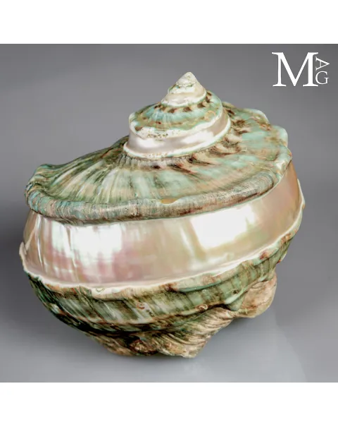Turbo marmoratus di Tahiti - Grande Conchiglia Madreperlacea